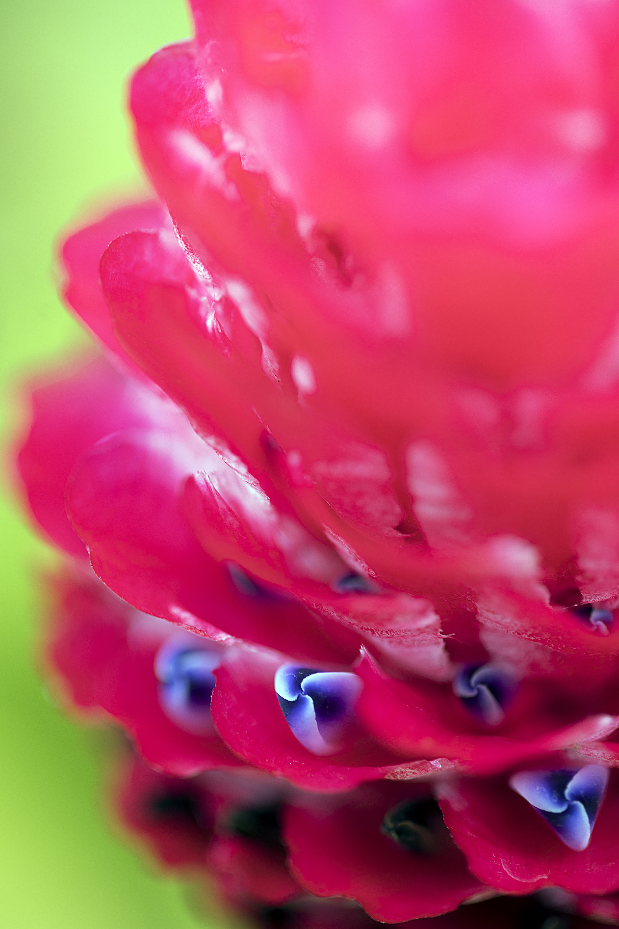 Ginger Bloom