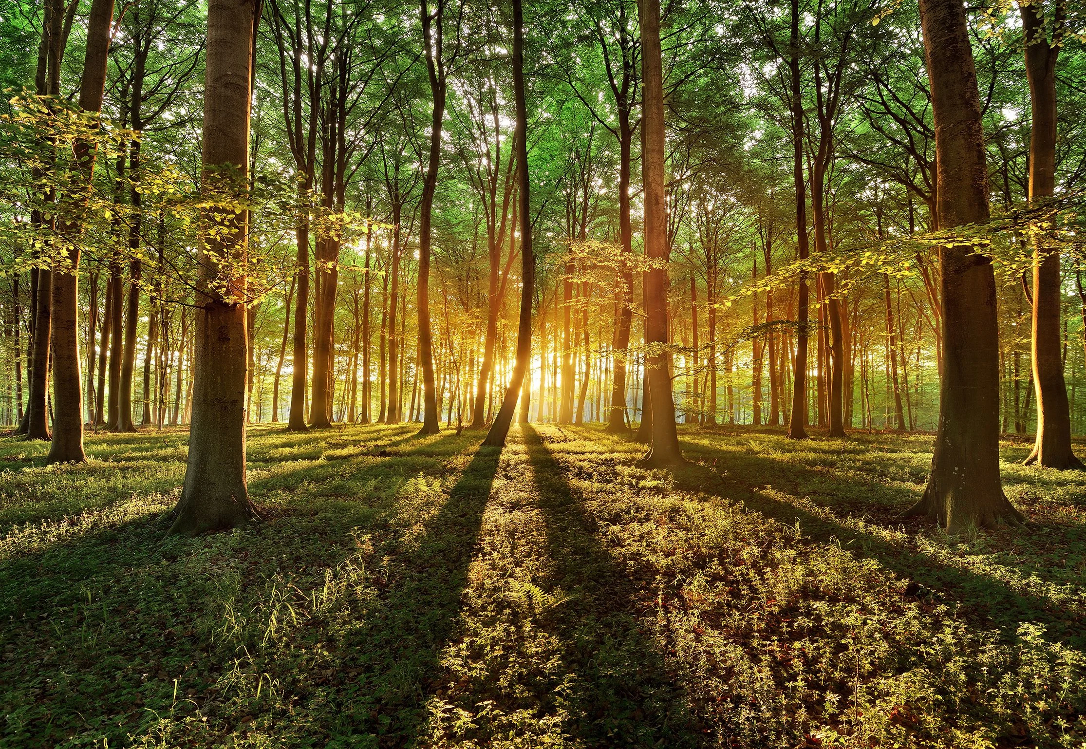 our-story-forest-compressor.jpg