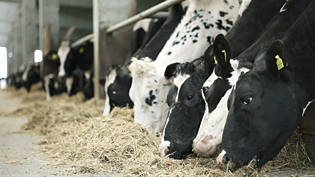 cattle.jpg