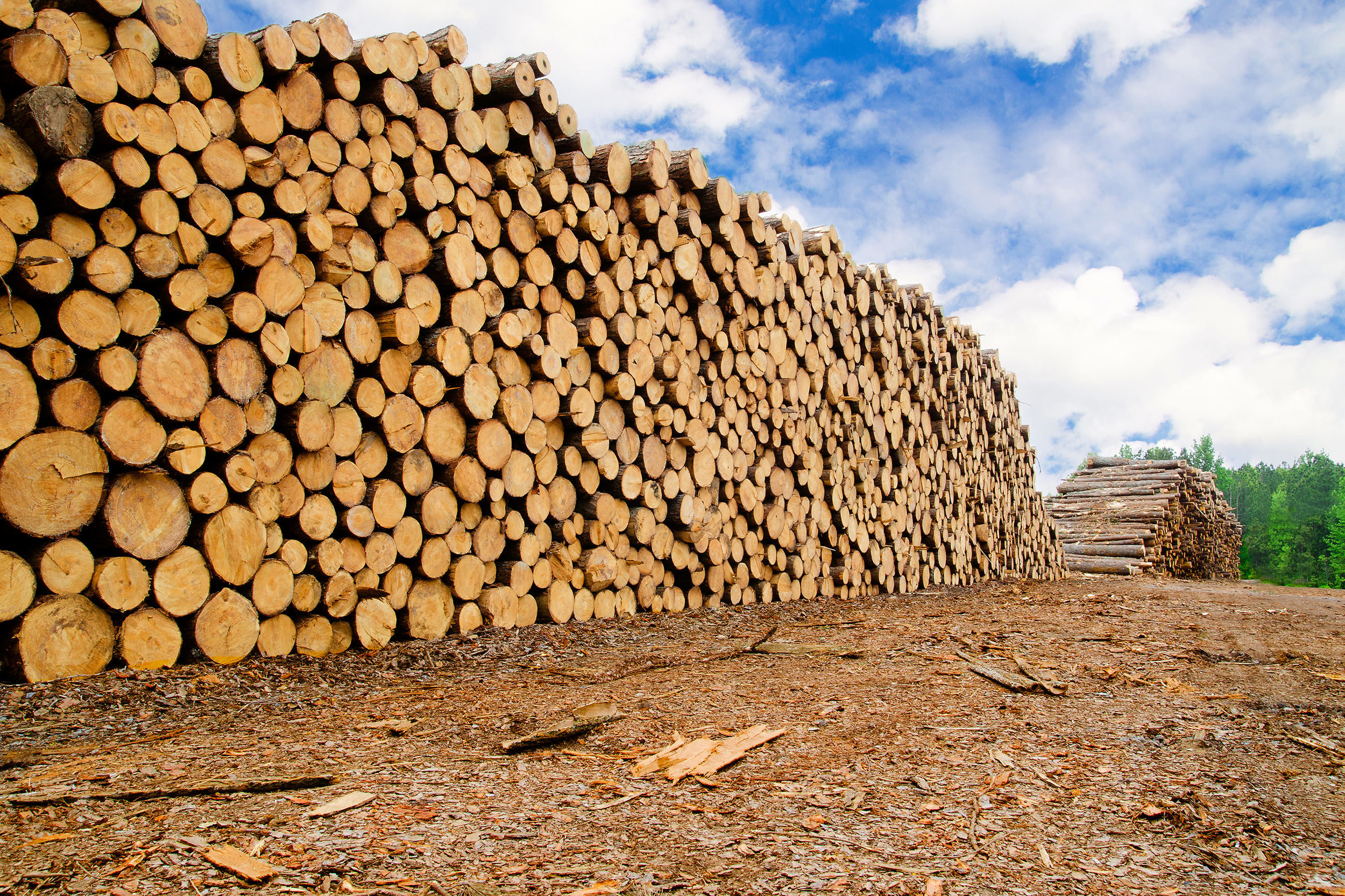 lumber-logging-new(72).jpg
