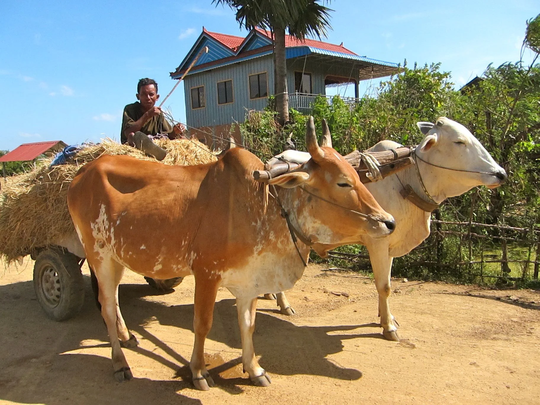 Cam buffalo cart.jpg