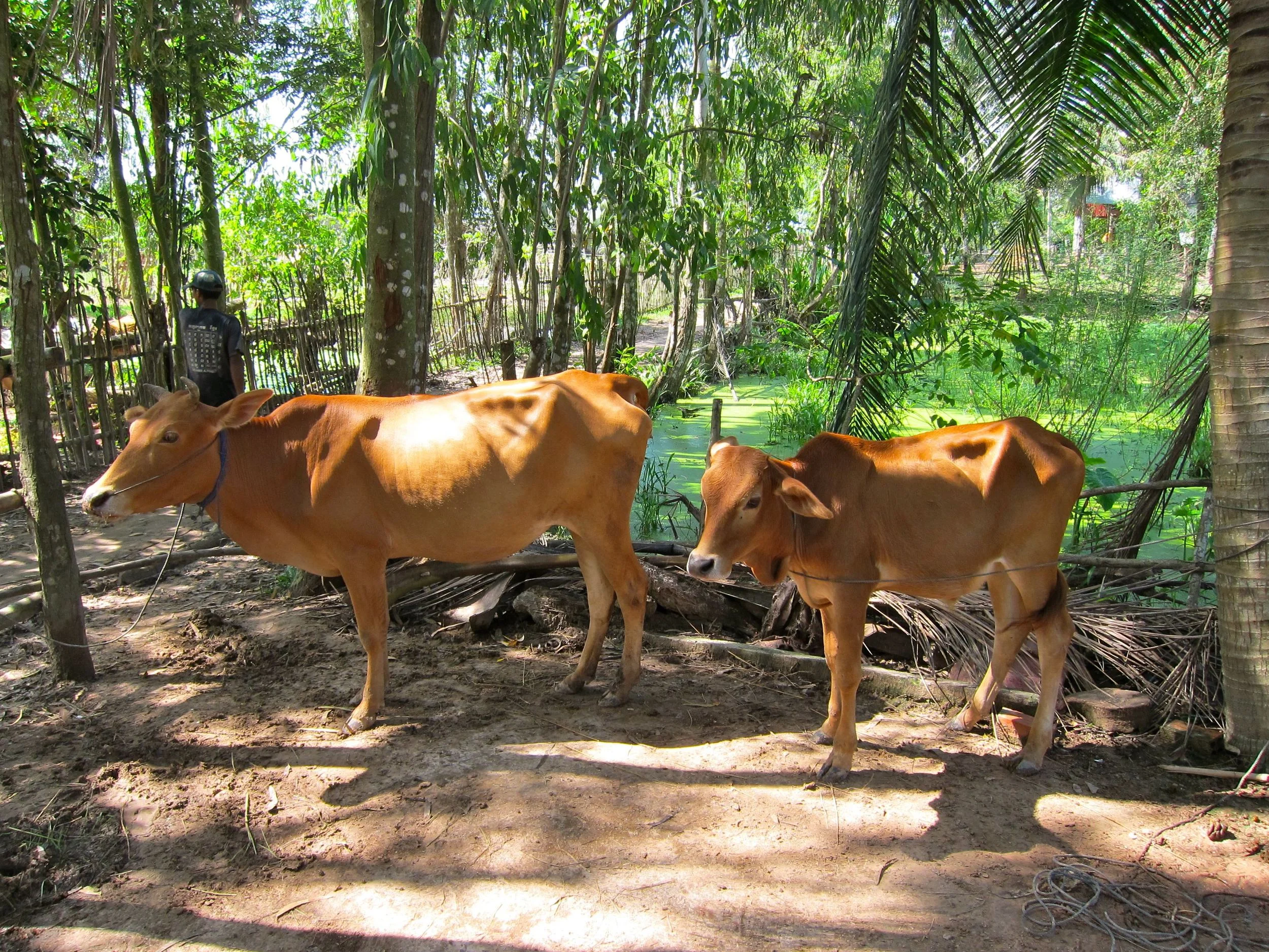 Cam cow and calf.jpg