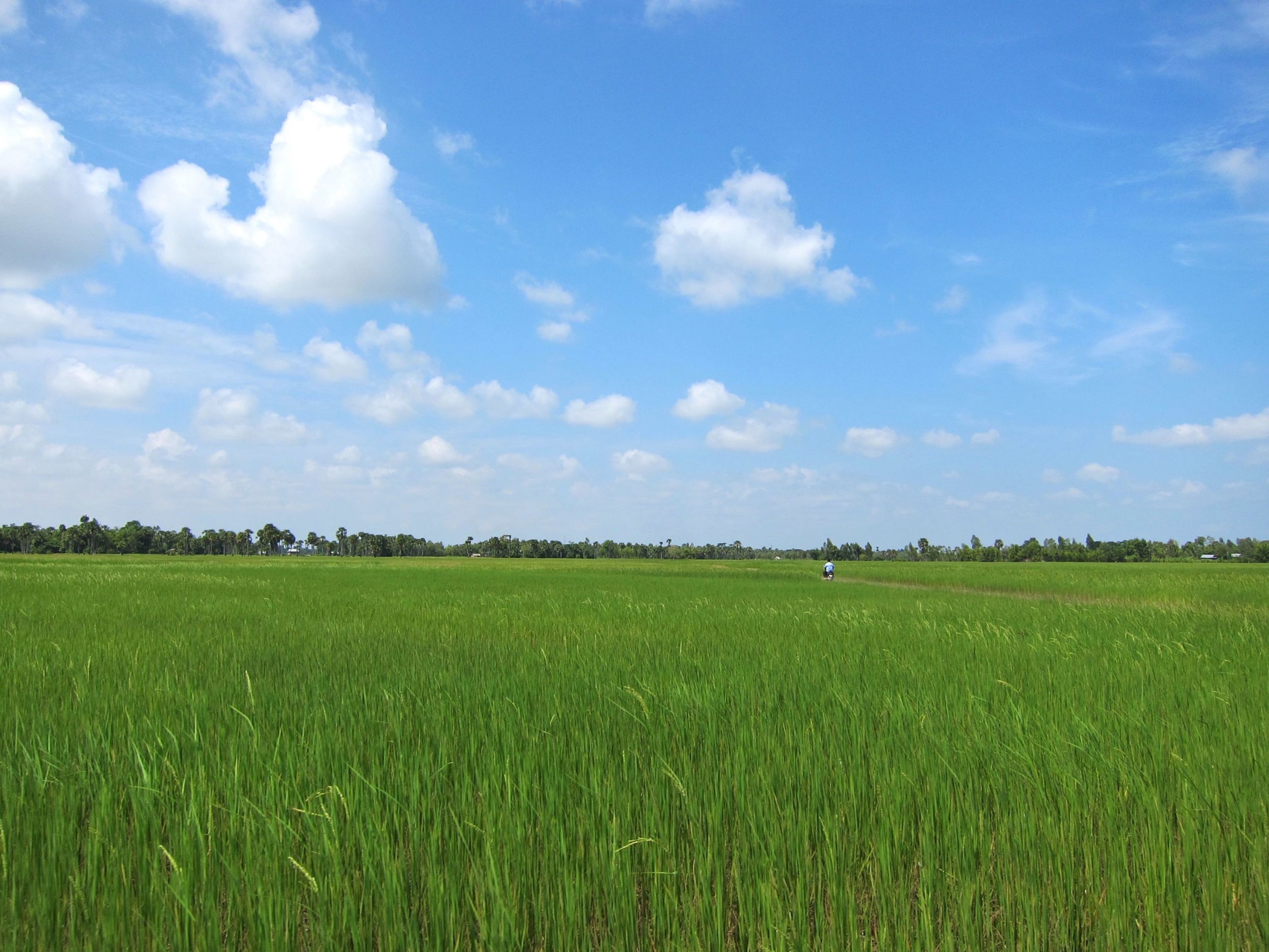 paddy no palms.jpg