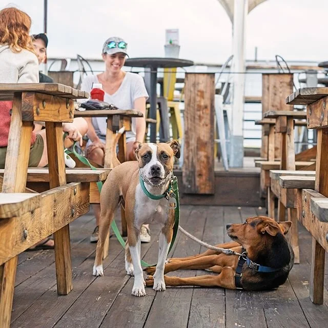 We love our furry friends, and miss our monthly Yappy Hours, but until further notice, we will only be accommodating licensed service dogs.  Thanks for your understanding!  #yellowphase