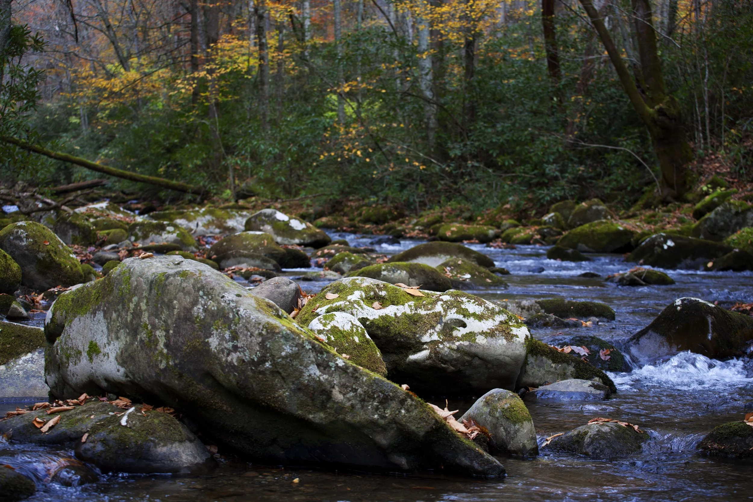 _MG_4531.jpg