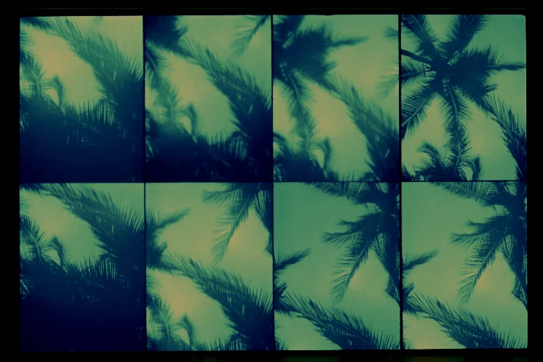 Tropical-Tree-x-Shimauma-01.jpg