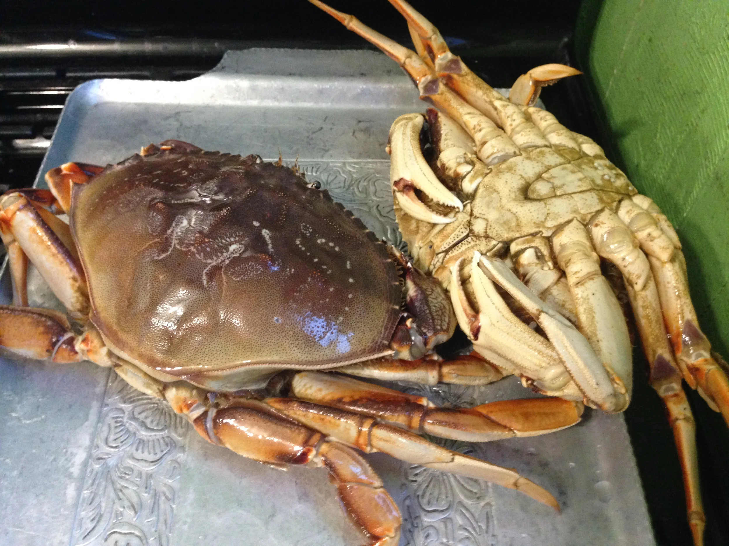 crabs