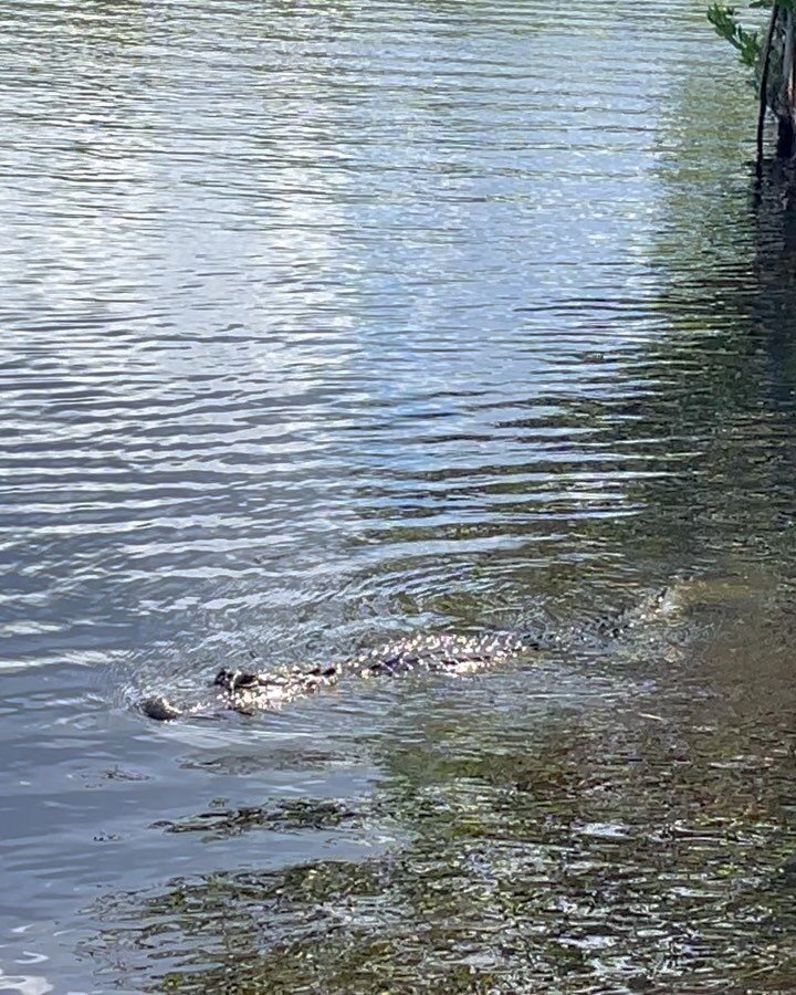 Note to self: don&rsquo;t ask a 28yr old airboat driver in the Everglades what the gestation period is for an alligator 🐊