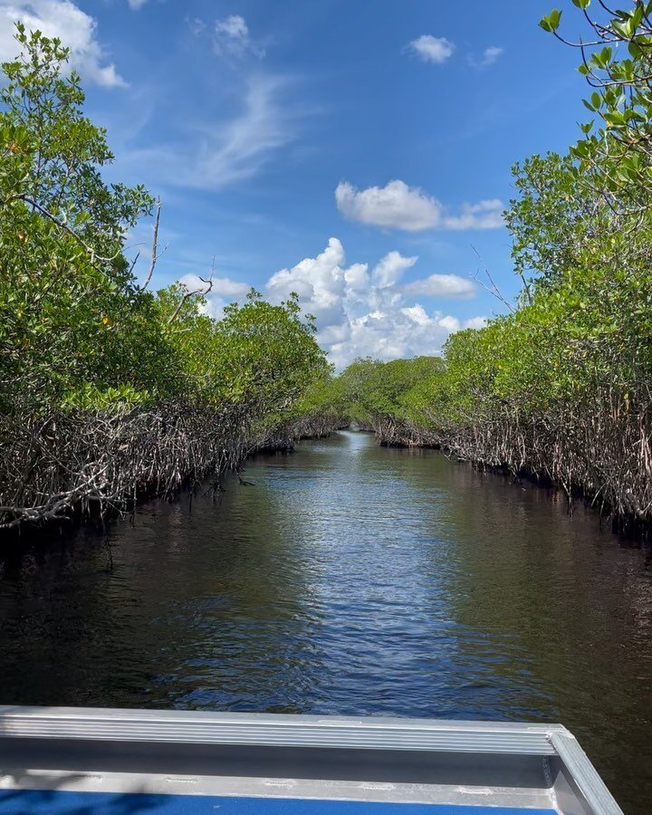 Here&rsquo;s what an #airboat in the #evergladesnationalpark looks like! My mom thought it was like the #dukesofhazzard ride. I love the designs and patterns I see in  #mangroves &mdash;just a beautiful place!