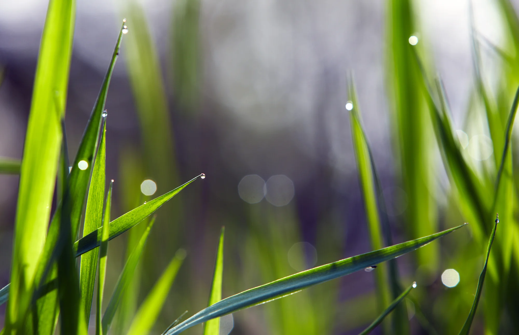 ReedDropsECU087A 1.jpg
