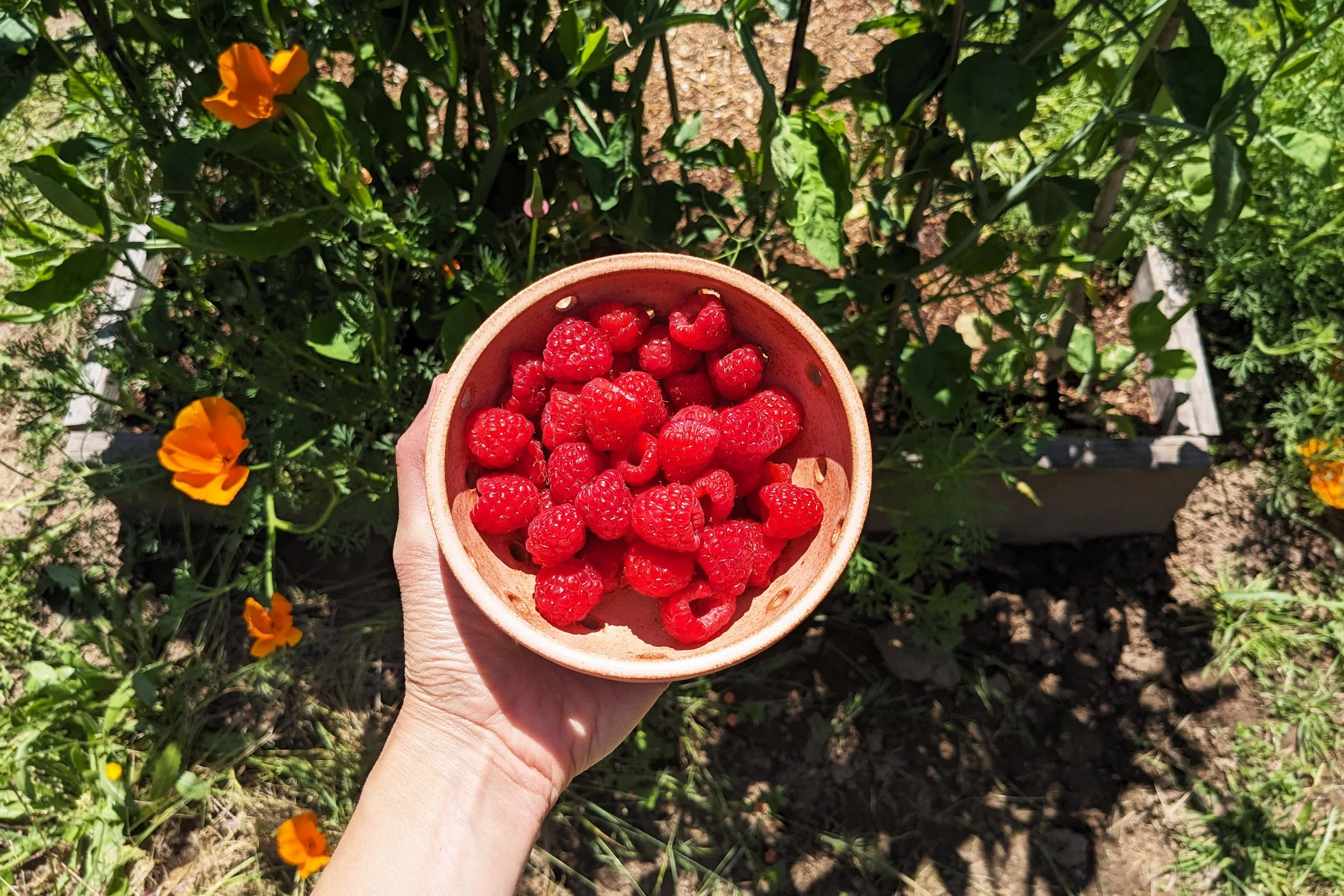 berry-bowl-rasp.jpg