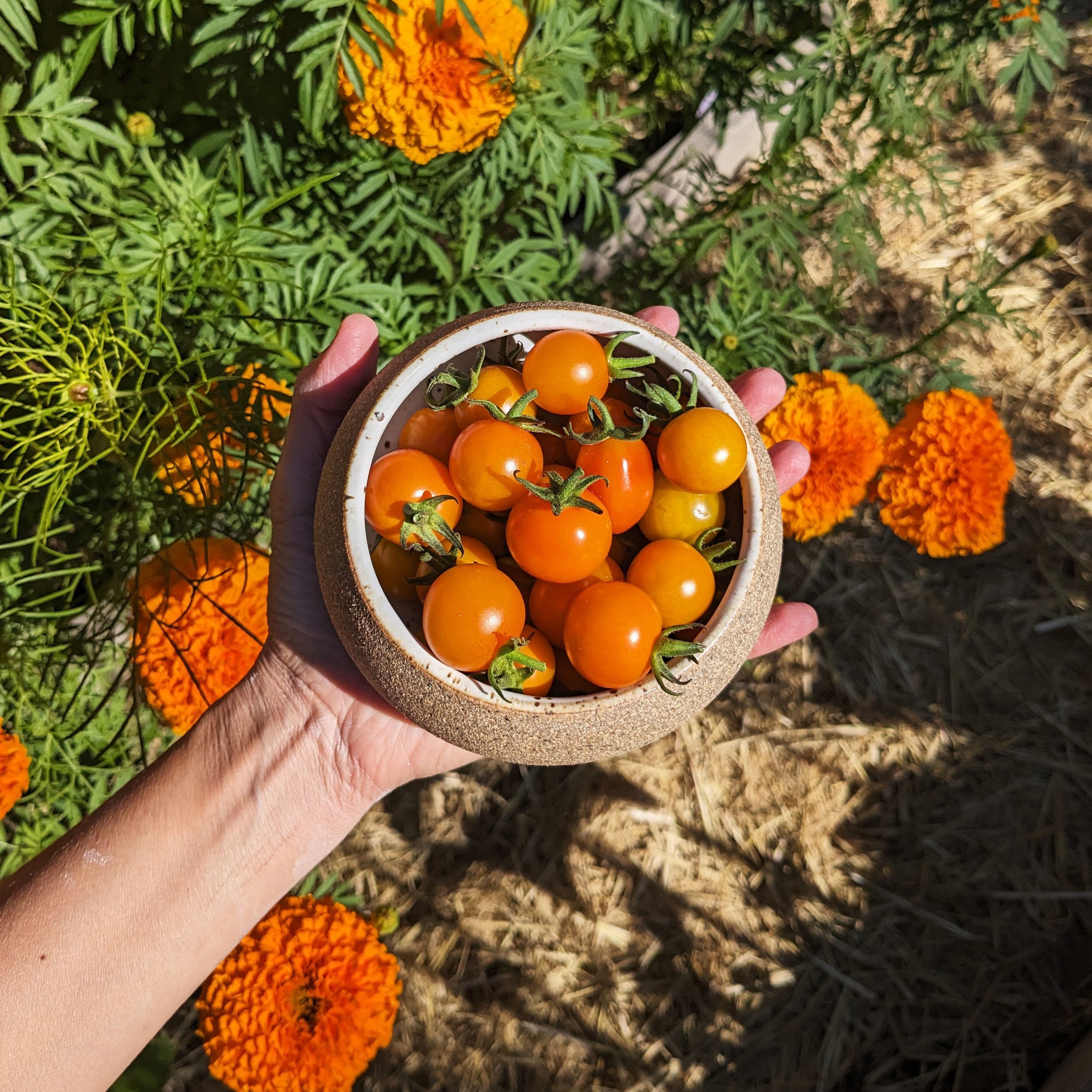 snack-bowl-tomatoes.jpg