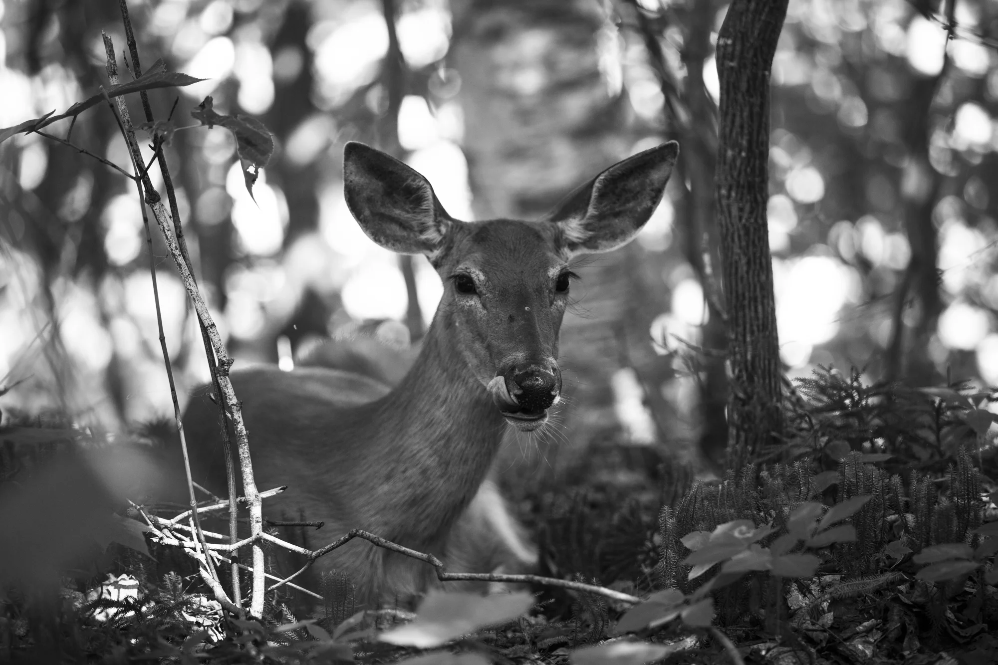 2T3A9579-Edit-Edit.jpg