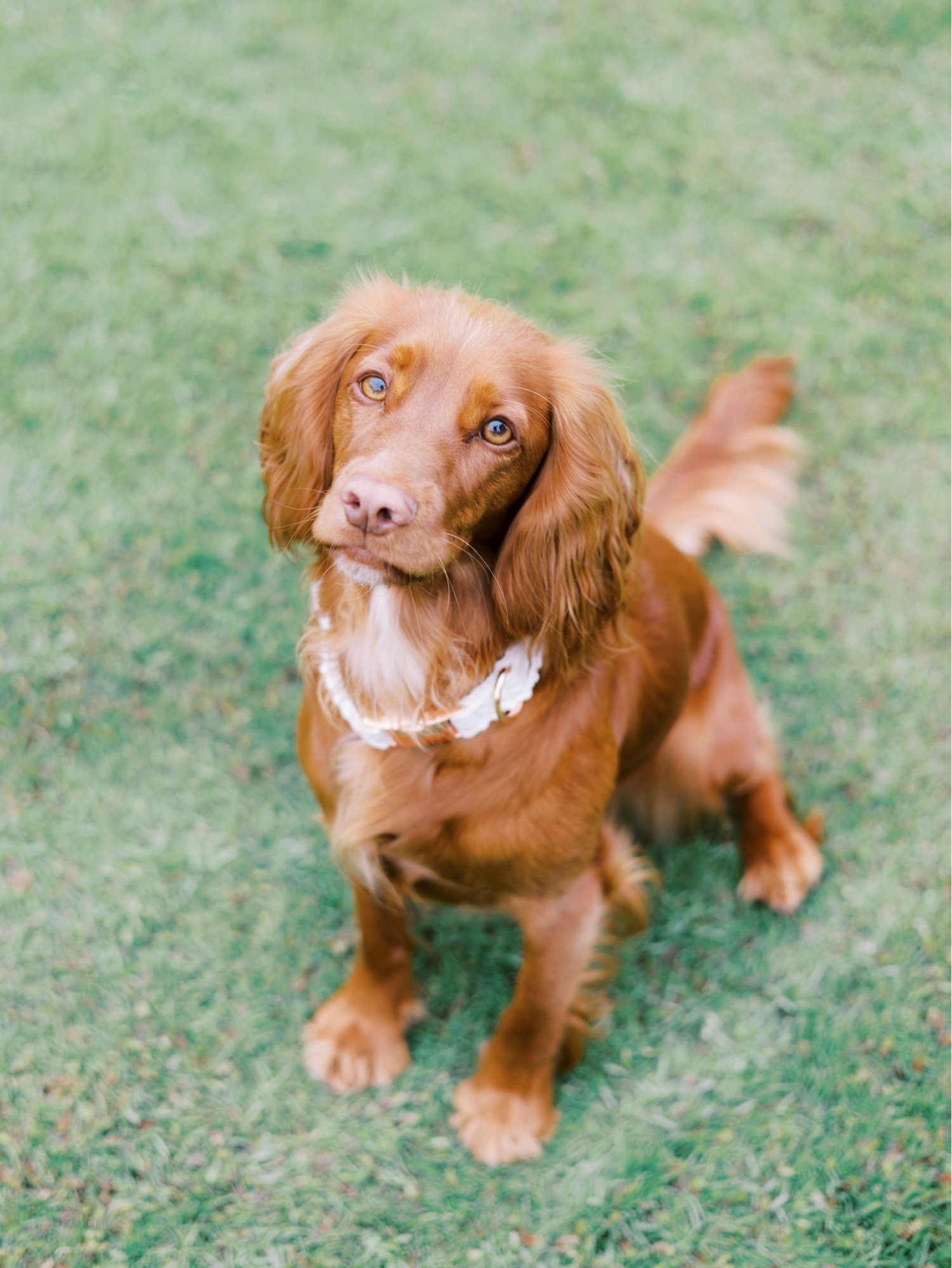 39_dog at leuchie walled garden near north berwick east lothian scotland.jpg