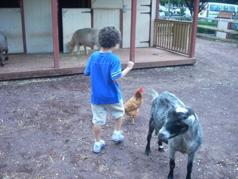 Children explore in the petting zoo