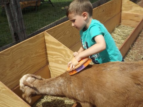 Grooming in Rainbow Academy's petting zoo.JPG