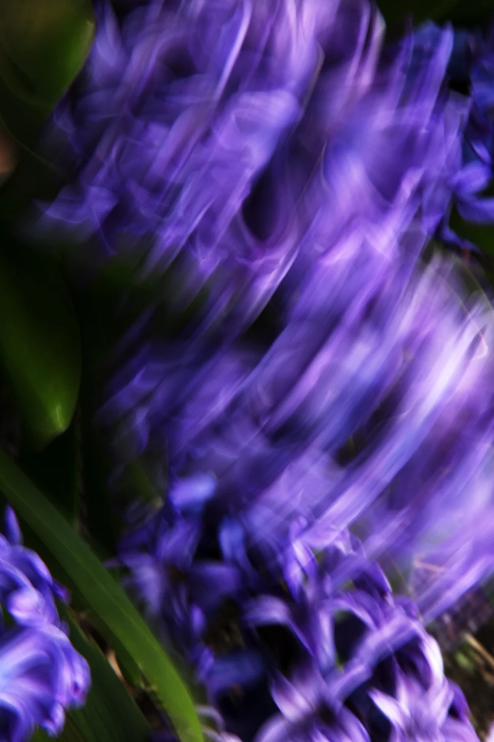 Hyacinths, No. 3