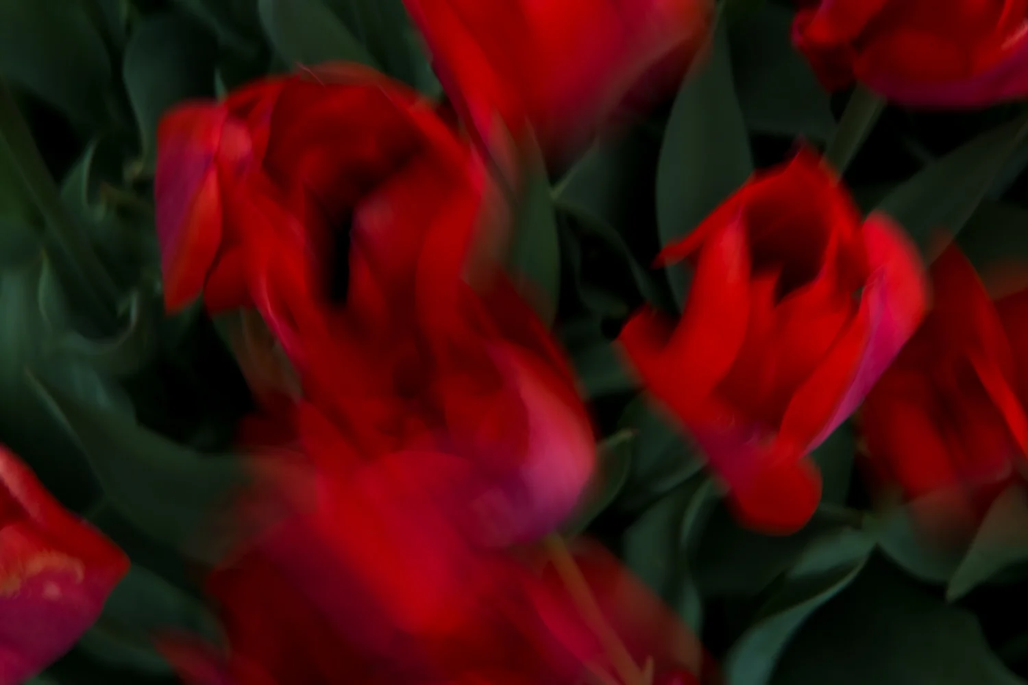 Red Tulips, No. 4