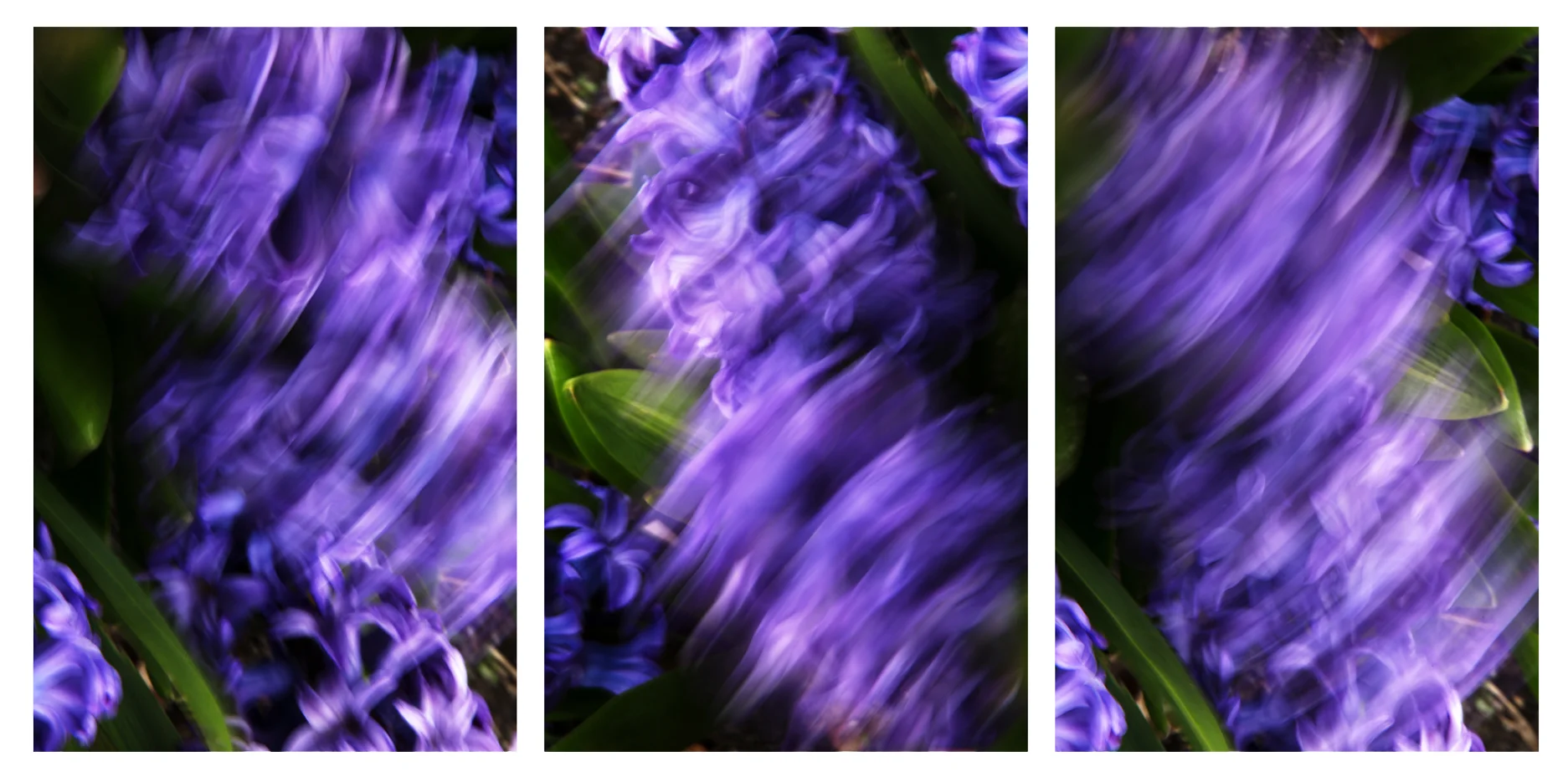 Hyacinths