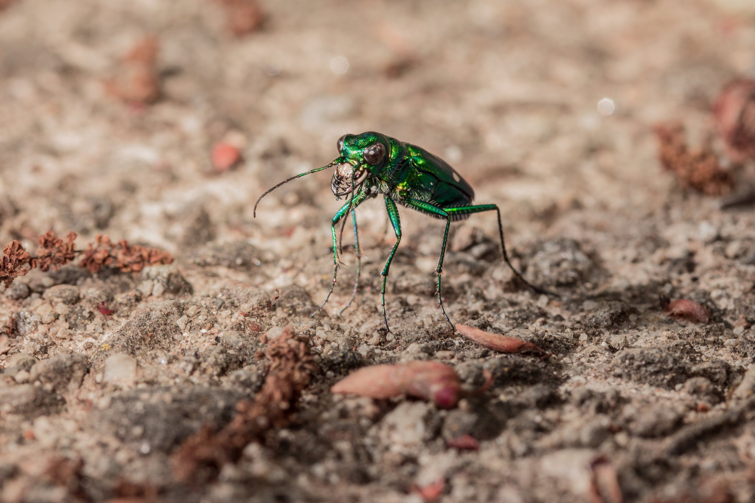 TigerBeetle.jpg