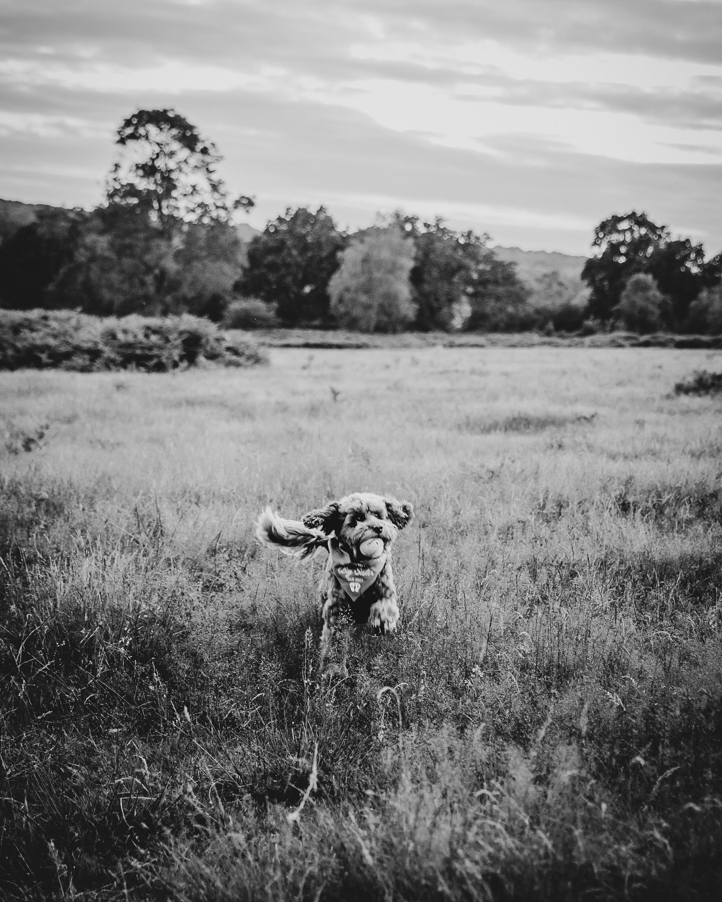 Just so we&rsquo;re very clear - dogs are 1000% allowed at shoots! 🐾

Whether it&rsquo;s your pre-wedding session or even the big day itself, if your dog is part of your story, they&rsquo;re part of the photos too!

I&rsquo;m fully prepared to captu