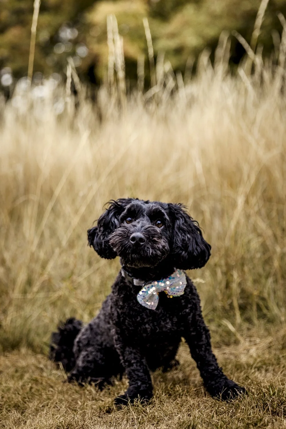 Countryside-Havapoo-Pet-Portrait.jpg