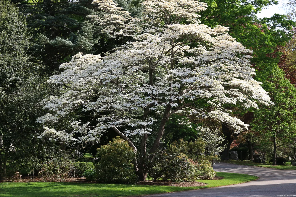 blossom