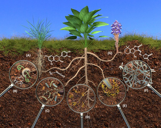pLANT roots by christophe jacquet; metabolomics in the rhizosphere tapping into belowground chemical communication; trends in plant science