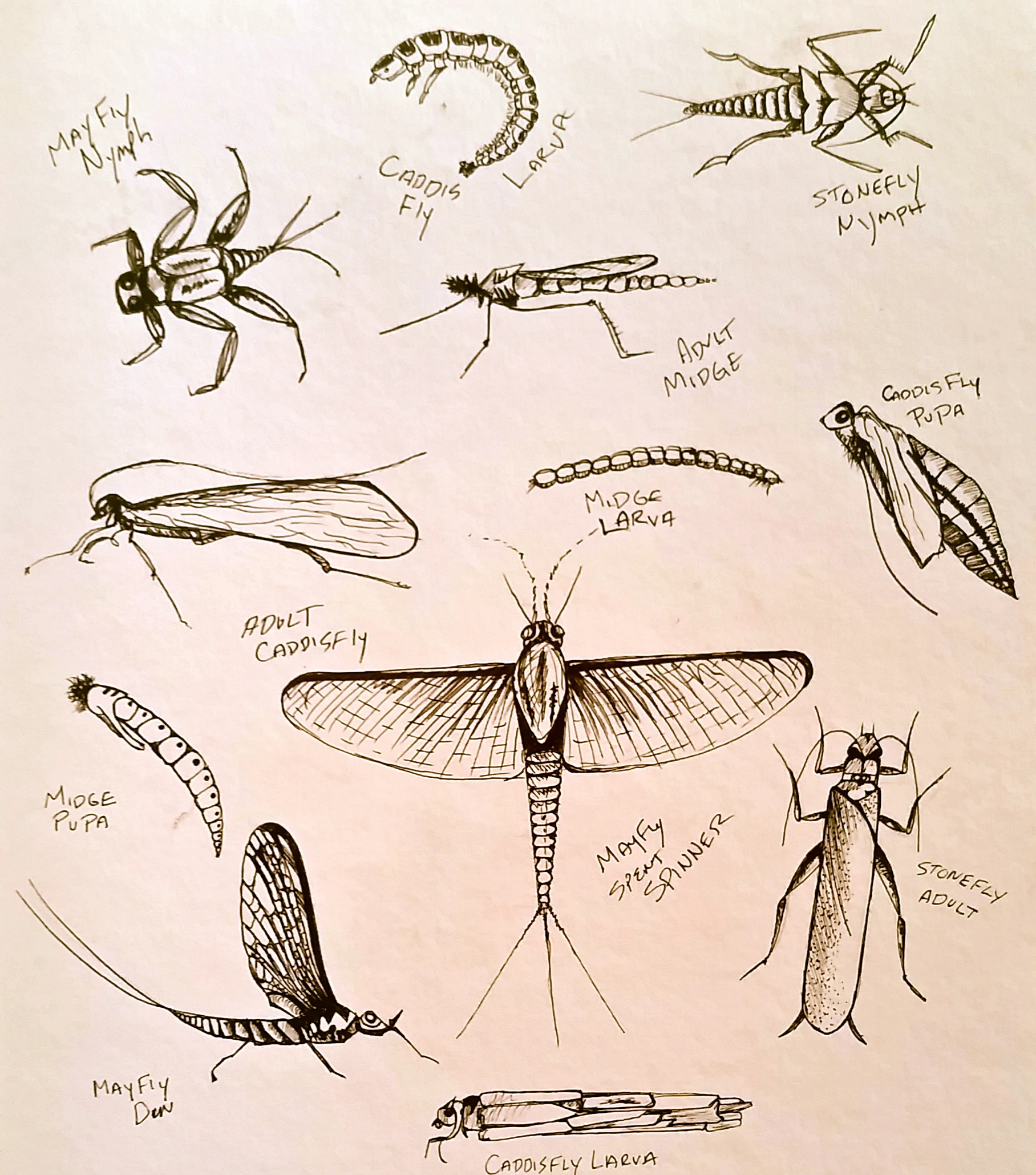 “Entomology” Micron On Paper.