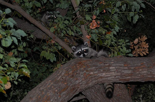 What's up with those lights? Getting a headcount of the nocturnal among us...