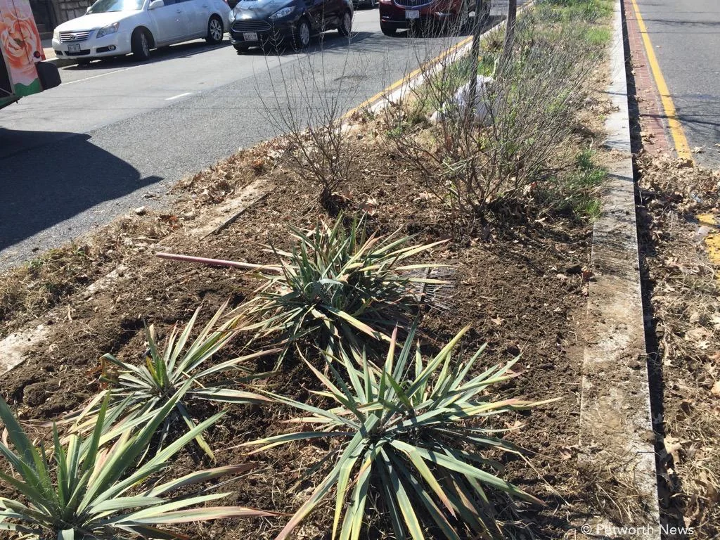 Paul spent 5 hours ripping out weeds and invasive plants.