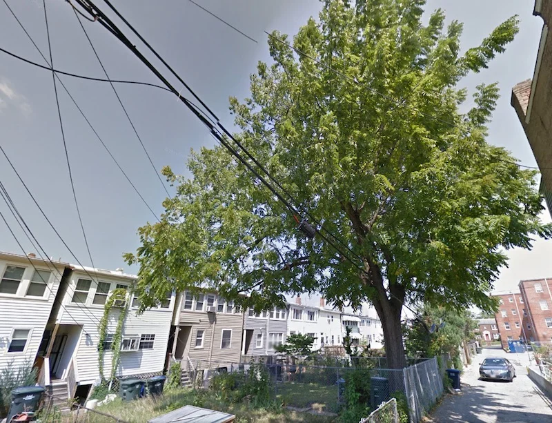 A black walnut tree in a neighbor's backyard