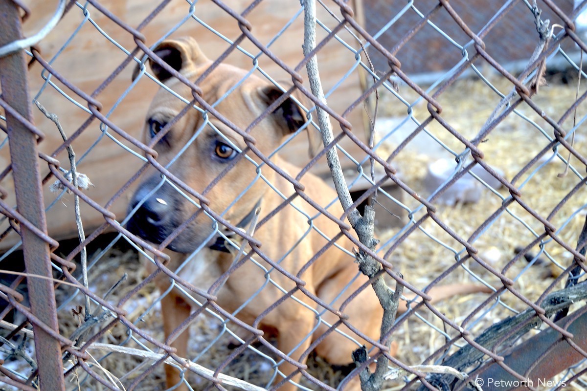 Momma in the dog pen at the Randolph Street house over the weekend.