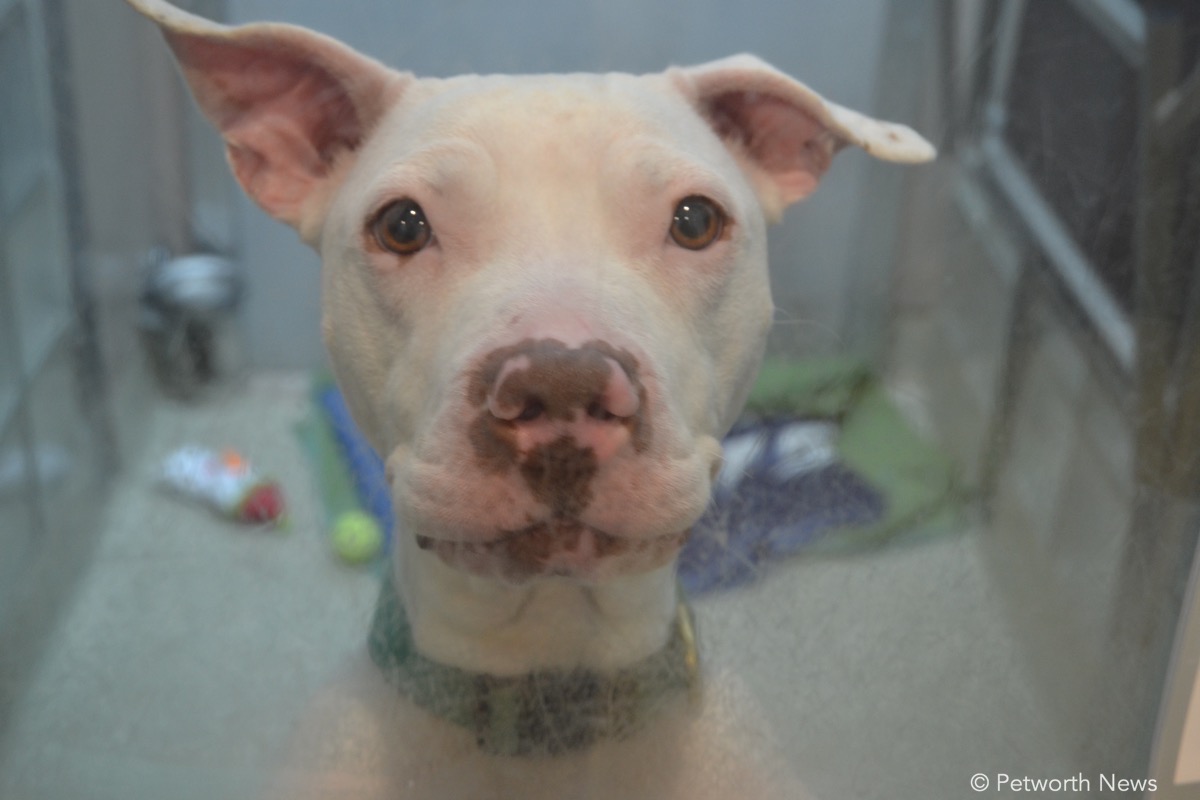 Three year old Pearl is ready to be adopted at the Humane Rescue Alliance.