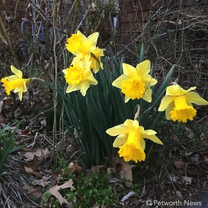 Help clean up Grant Circle, admire some (uncut) daffodils