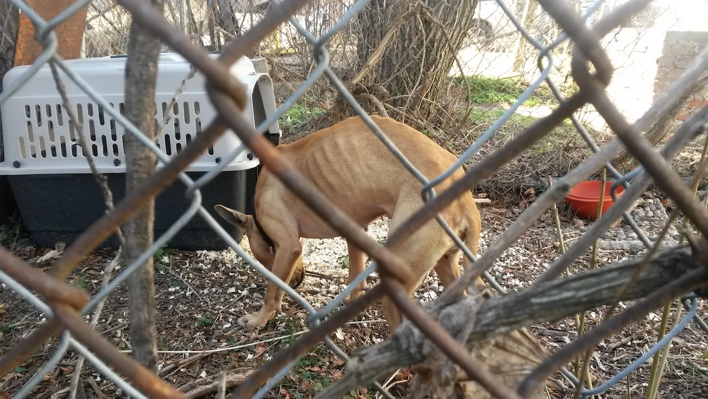 Princess, spring 2016 - you can help make this type of situation illegal.