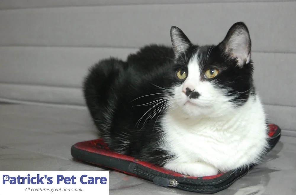 Sadie chilling out at Patrick's Pet Care