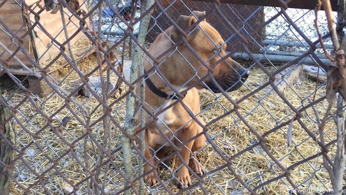 Momma in January 2017
