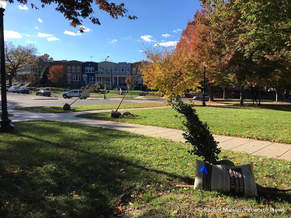 Trees are ready to be planted!