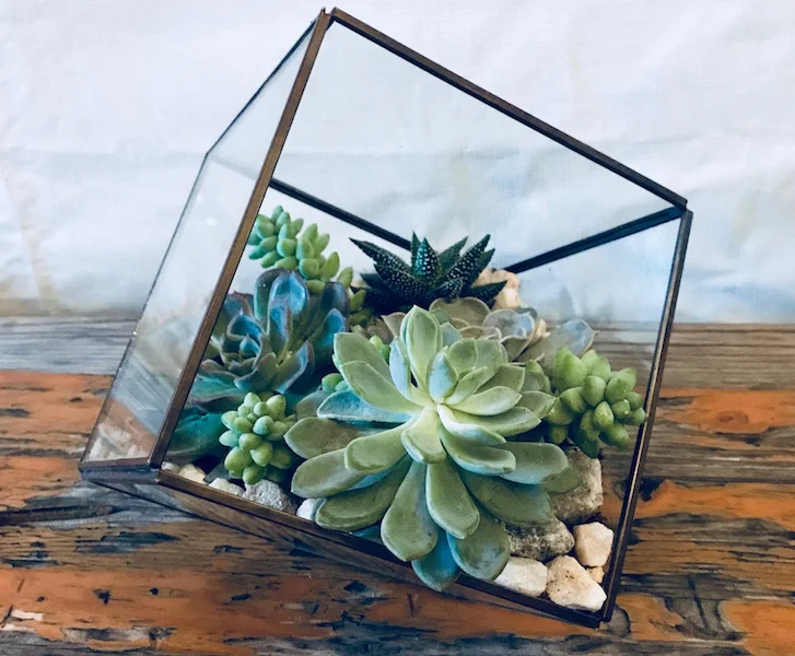 Calm in the Urban Jungle... or "We dig plants"