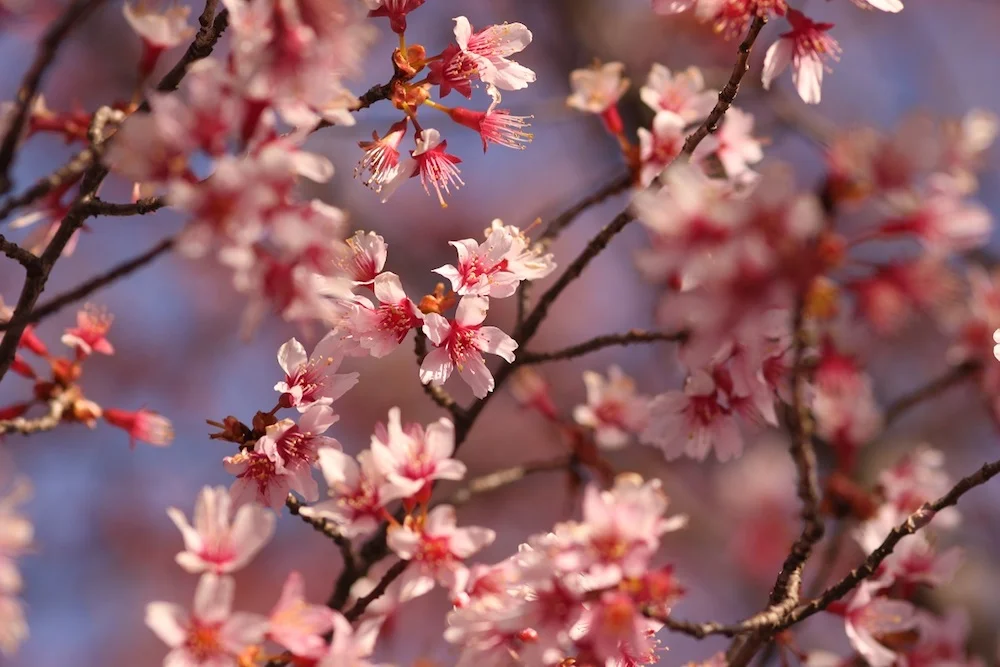 Petworth is blooming... but what are those flowers?