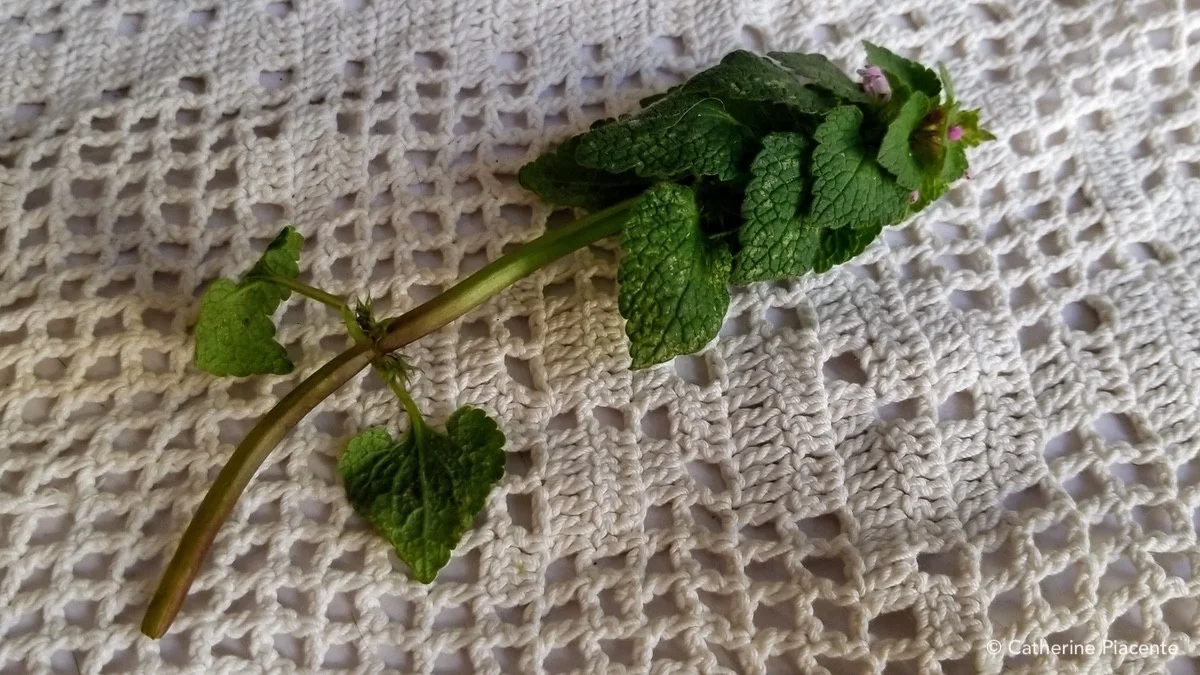 Wear gloves when pulling the purple dead nettle.