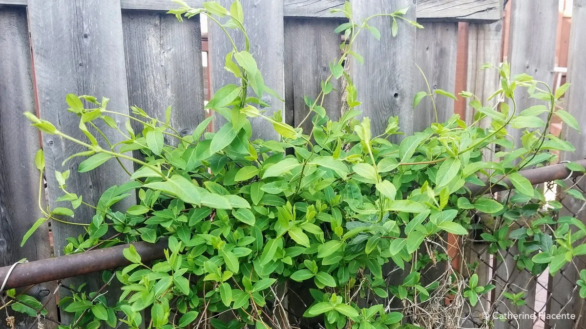 Bindweed