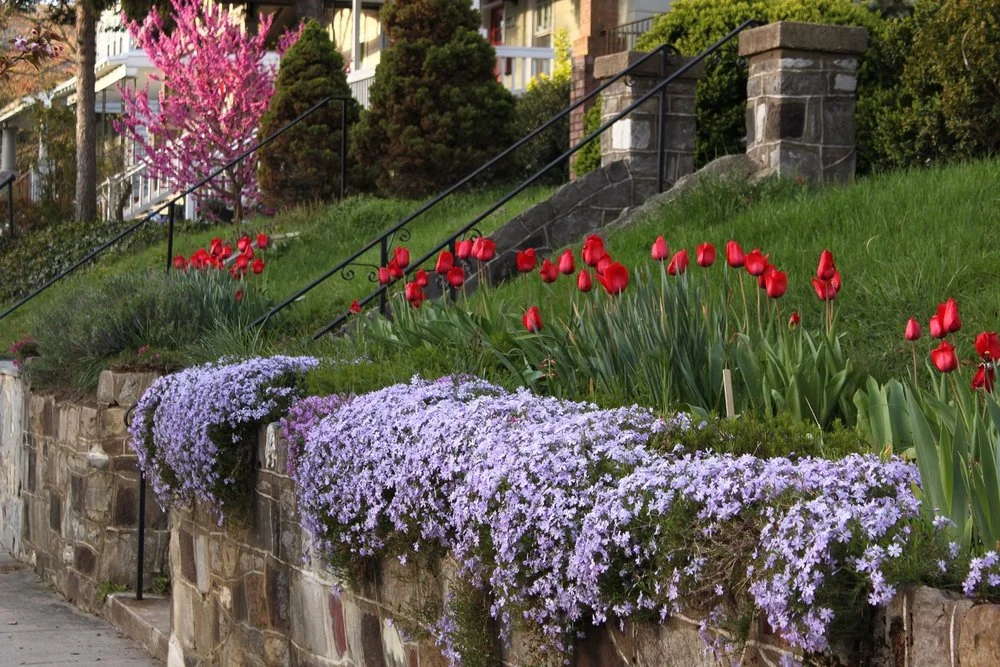Petworth blooming: April showers bring May flowers...