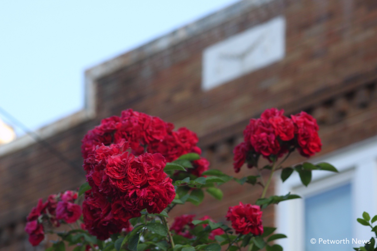 The roses are popping out on Buchanan Street.