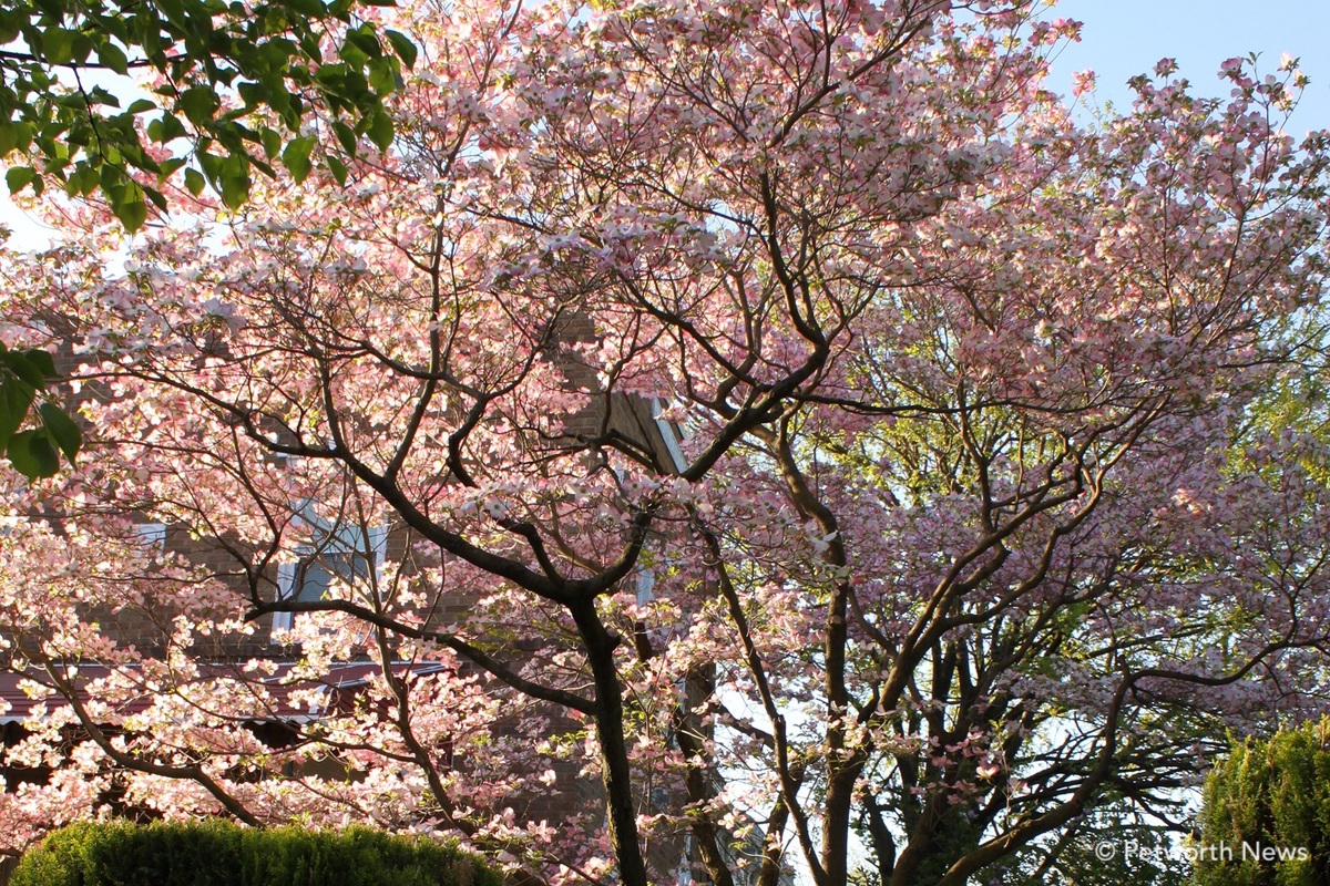 Pink variety of Flowering dogwood near Sherman Circle.