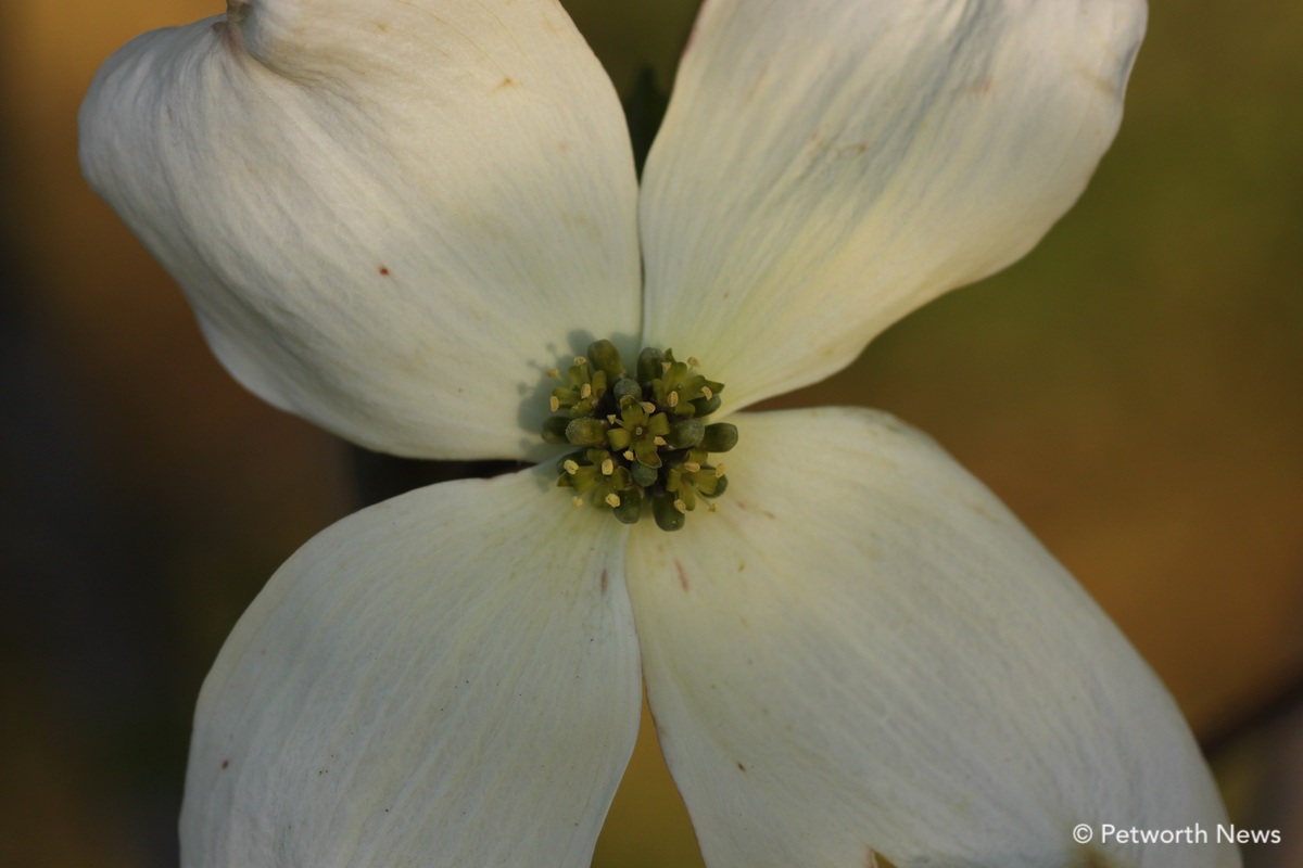 Close up a dogwood ‘flower’ showing the much smaller true flowers clustered in the center. 