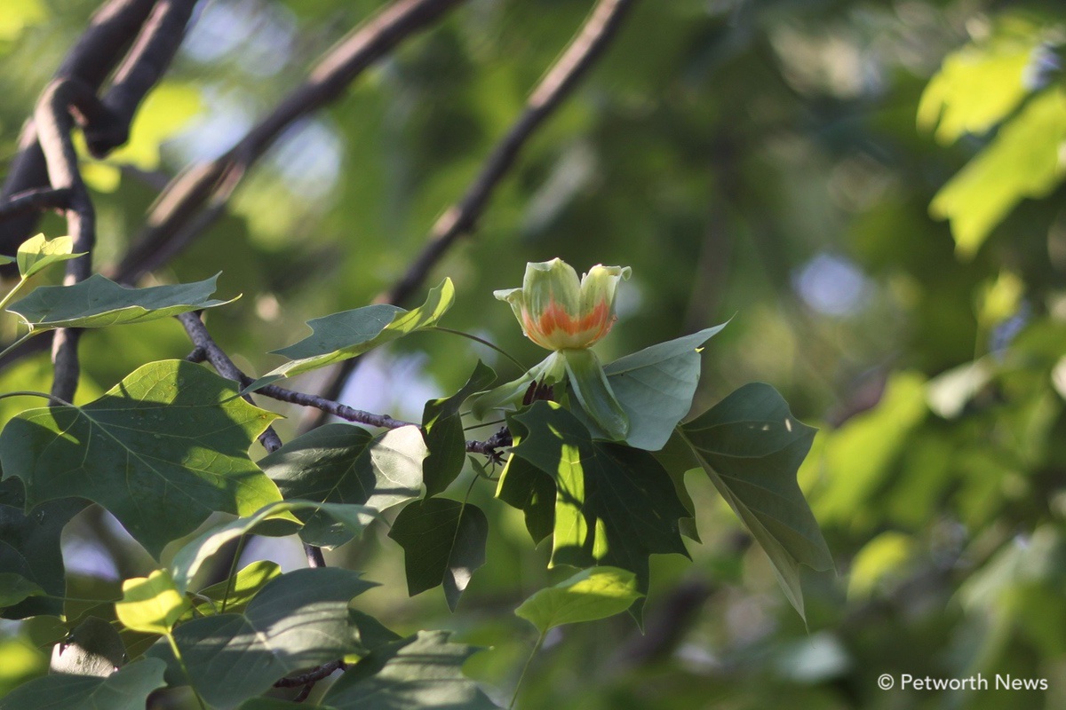 The distinctive leaves and flower of a Tulip Tree at EL Haynes Elementary School.