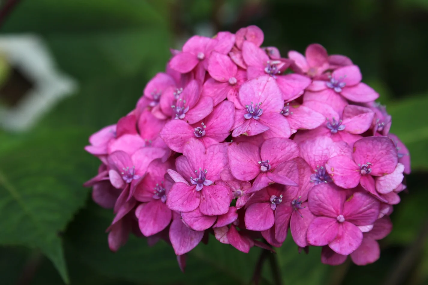 Close up of pink hydrangea flowers on 4th St.