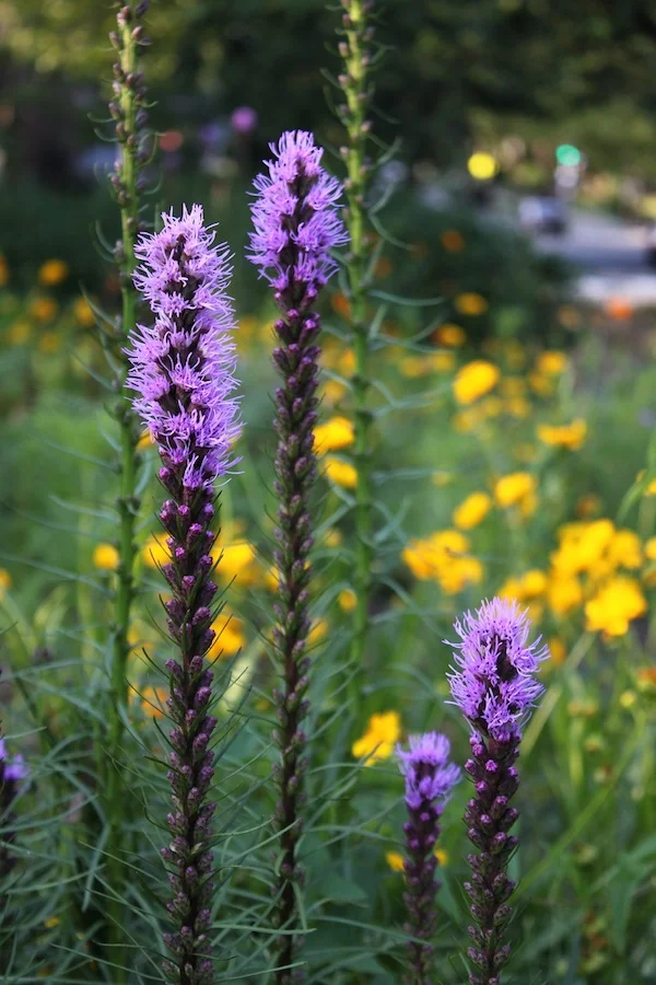 Liatris spikes just starting to bloom in the flower garden in Grant Circle.